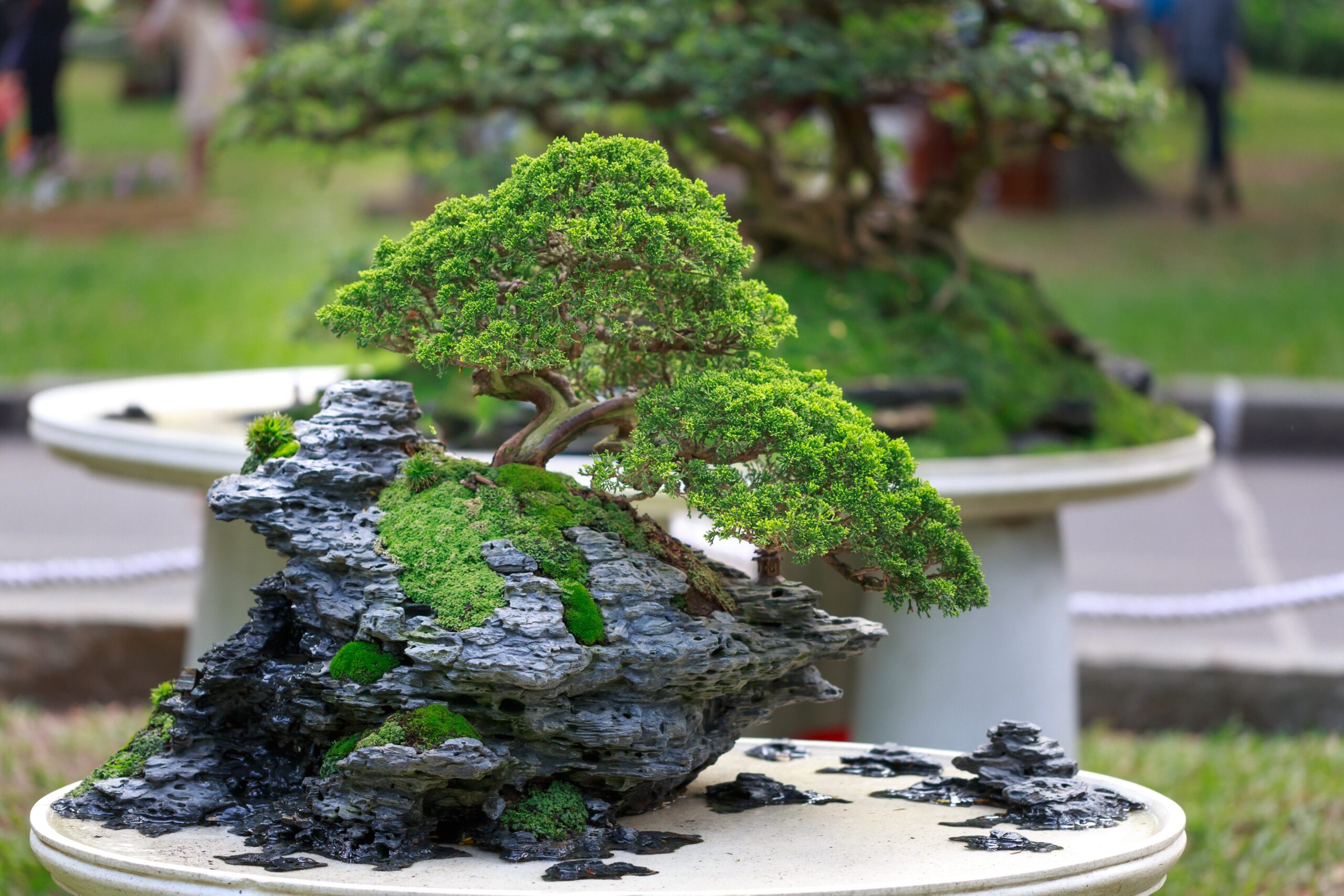 As Melhores Espécies de Bonsai para Espaços Pequenos