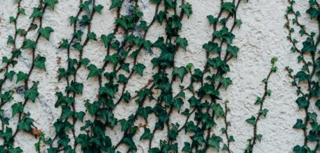 Como cultivar plantas trepadeiras em muros: guia prático
